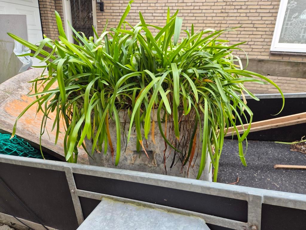 Agapanthus in bak, Ophalen of Verzenden