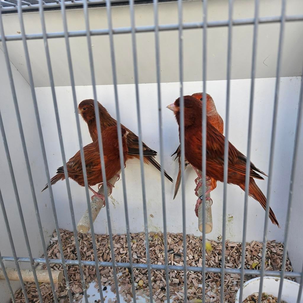 2 koppels agaat rood, Dieren en Toebehoren, Vogels | Kanaries, Meerdere dieren, Kleurkanarie