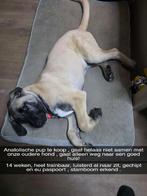 Anatolische herder pup, Dieren en Toebehoren, Reu, 8 tot 15 weken, Parvo, Eén hond