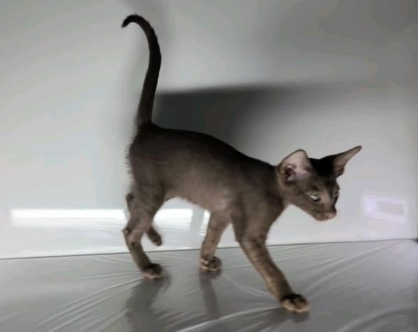 Kittens, Ooster korthaar kittens, oriental kittens, pete..., Meerdere dieren, Ontwormd, 0 tot 2 jaar