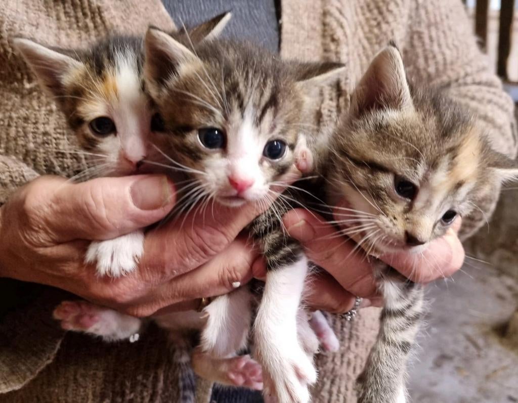 Boerderij kittens 9 stuks katten, Dieren en Toebehoren, Meerdere dieren, Kortharig, 0 tot 2 jaar