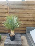 Yucca rostrata in pot, Tuin en Terras, Planten | Tuinplanten, Overige soorten, Vaste plant, Ophalen of Verzenden, Bloeit niet