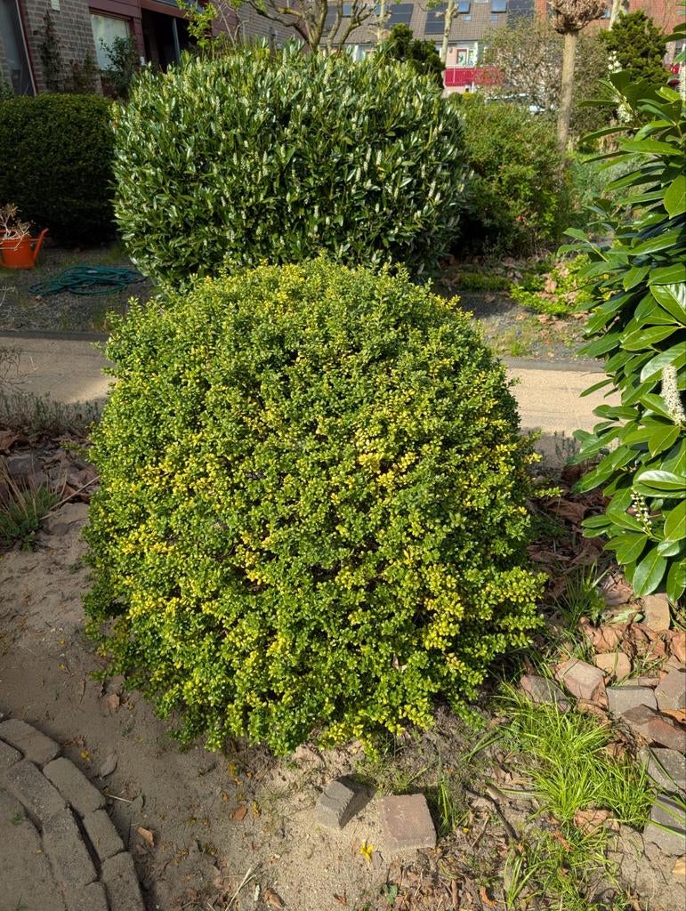 Buxusbol, Ophalen, Overige soorten, Volle zon