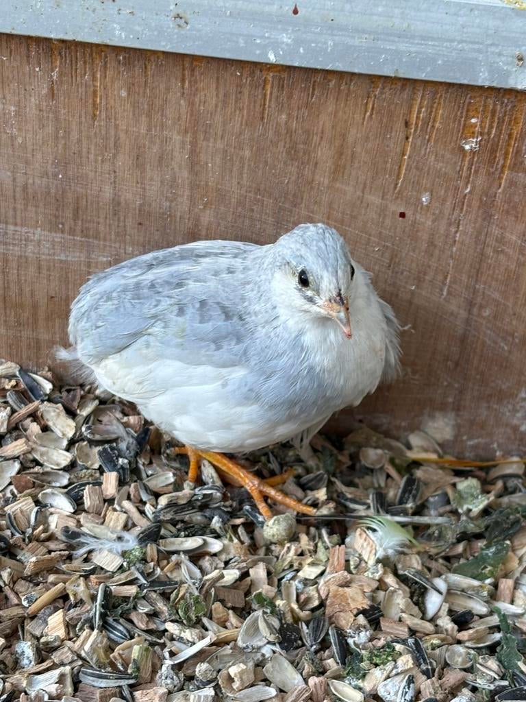 Chinese kwartel haan, Mannelijk