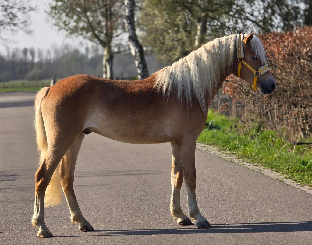 Prachtige 3-jarige Haflinger Hengsten!, Dieren en Toebehoren, Pony's, E pony (1.48m - 1.57m), Met stamboom, Dressuurpony, Hengst
