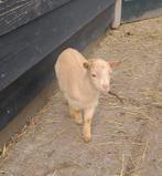 Papfles, fleslam bokje, Dieren en Toebehoren, Schapen, Geiten en Varkens, Mannelijk, Geit