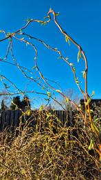 Paastakken gratis ophalen, Tuin en Terras, Ophalen, Volle zon, Overige soorten