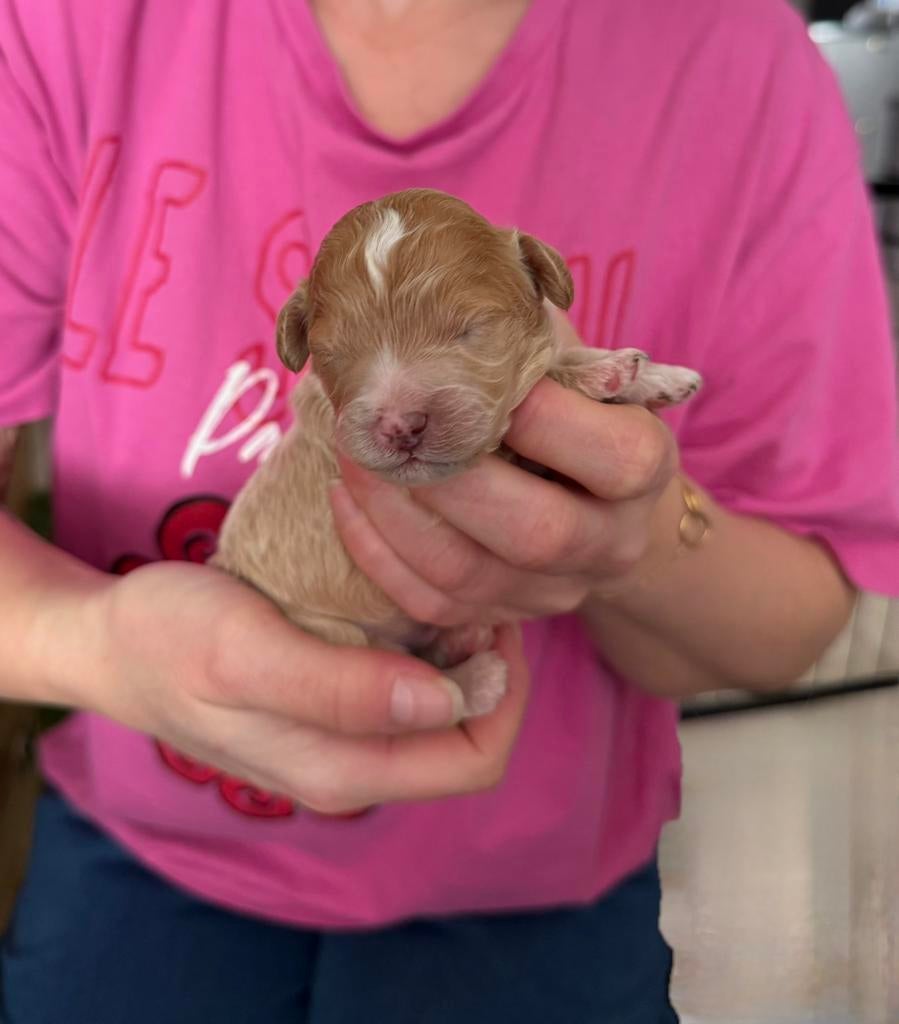 Mini poedel x Cockapoo, Dieren en Toebehoren, Parvo, 8 tot 15 weken, Meerdere, Meerdere dieren
