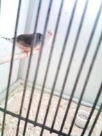 zebravinken, Meerdere dieren, Tropenvogel