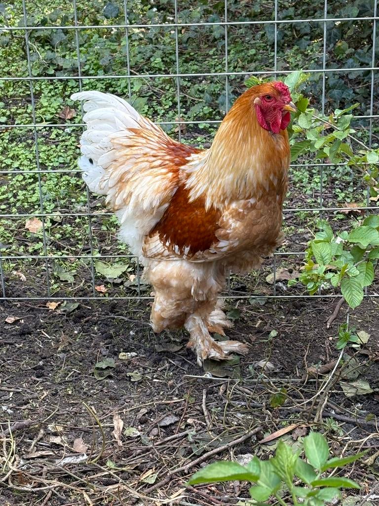 Prachtige rode brahmahaan, groot soort, Dieren en Toebehoren, Pluimvee, Mannelijk, Kip