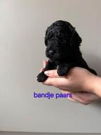 Labradoodle pups medium teefje zwart wit, Overige rassen, 8 tot 15 weken, Teef, Eén hond