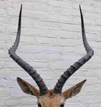 Grote opgezette KOP IMPALA antilope (gewei - ref. C), Ophalen, Gebruikt, Wild dier, Opgezet dier