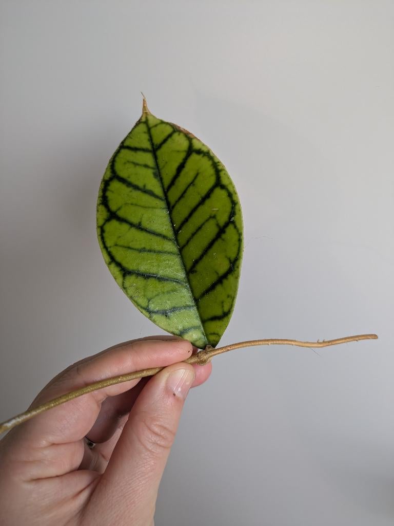 Hoya Callistophylla stek, Huis en Inrichting, Kamerplanten, Ophalen of Verzenden, Halfschaduw, Minder dan 100 cm