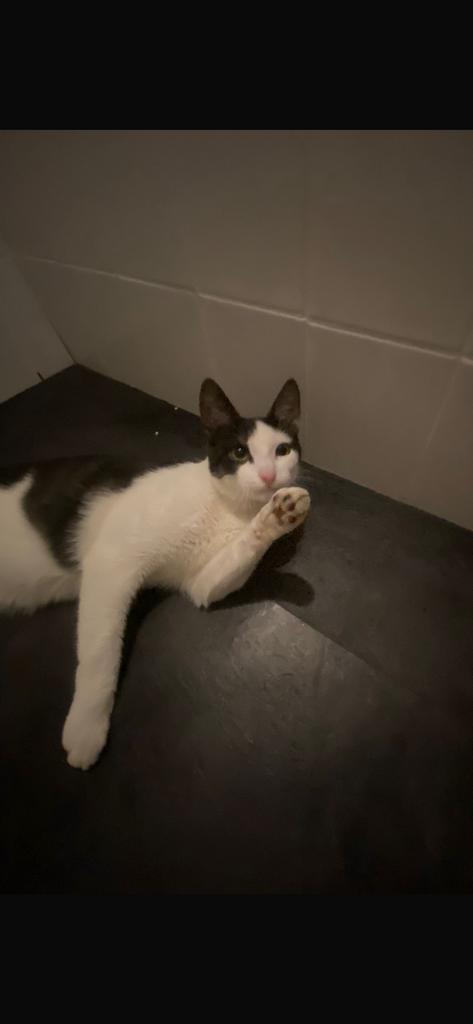 Kitten, Dieren en Toebehoren, Ophalen, Zo goed als nieuw