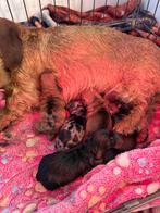 Dwerg ruwhaar teckel pups, Dieren en Toebehoren, Honden | Teckels en Dashonden, België, Particulier, 8 tot 15 weken, Dwerg