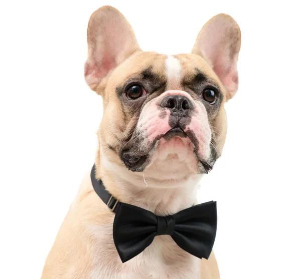 Honden ballonnen set Happy Dog bruin, Dieren en Toebehoren, Nieuw, Ophalen of Verzenden, Info@sweet-one.nl, Sweet-One