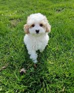 Leuke boomer pups, Parvo, Nederland, 8 tot 15 weken, Meerdere