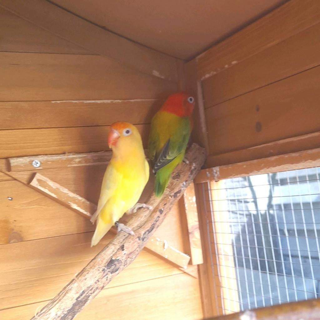 Agapornis fischeri, Dieren en Toebehoren, Vogels | Parkieten en Papegaaien, Meerdere dieren, Dwergpapegaai of Agapornis