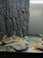 Malawi cicjliden  Melanochromis johanni, Vis