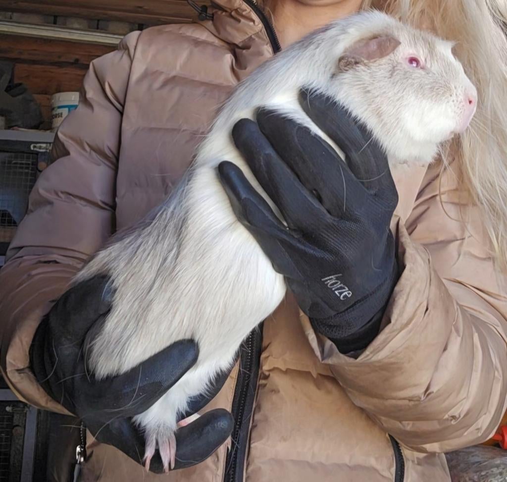 Diverse prachtige exemplaren Cuy Reuzencavia's beschikbaar, Dieren en Toebehoren, Knaagdieren, Cavia, April, Meerdere dieren, Tam