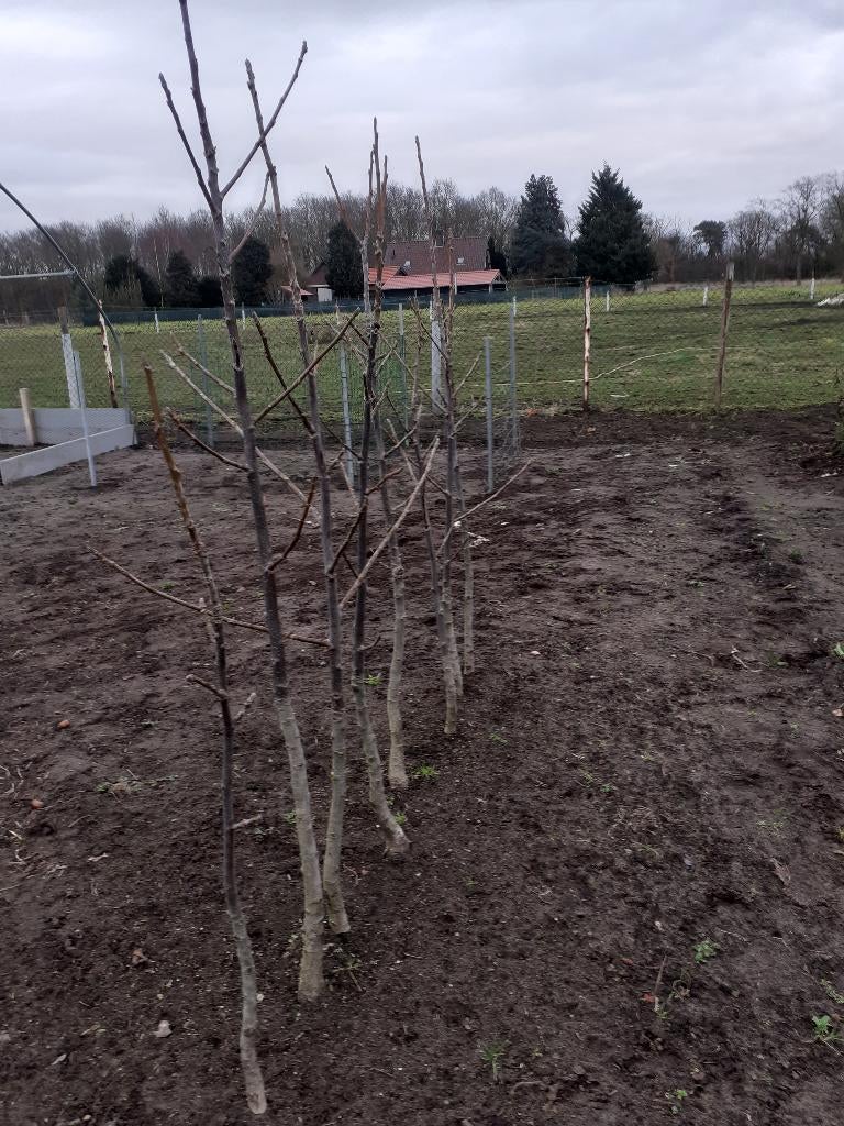 walnoten boompje, Tuin en Terras, Ophalen, Overige soorten, Volle zon