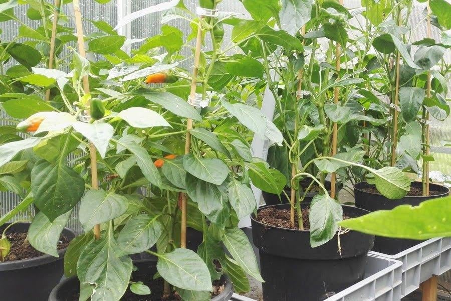 Gezocht Gratis stekjes groentes, fruit kleine boompjes etc., Ophalen of Verzenden, Eenjarig, Overige soorten, Volle zon