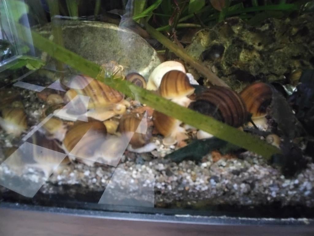 Appelslakken  grote bruine en kleinere gele, Amfibie, 0 tot 2 jaar