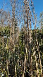 Beste mensen in de aanbieding amonigawa zuil sierkers 34,95, Tuin en Terras, Planten | Bomen, Ophalen, Halfschaduw, Lente, 250 tot 400 cm