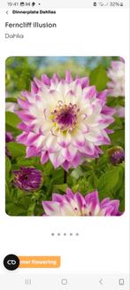 Dahlia knollen koop of ruil, Ophalen, Volle zon, Knol