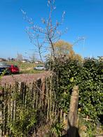 Boswilg (Salix caprea) - Waterwilg, Overige soorten, Lente, 250 tot 400 cm, Ophalen