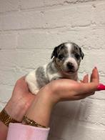 Prachtige Blue Merle Jack-Russell pups, Jack Russell Terriër, 8 tot 15 weken, Meerdere, Meerdere dieren