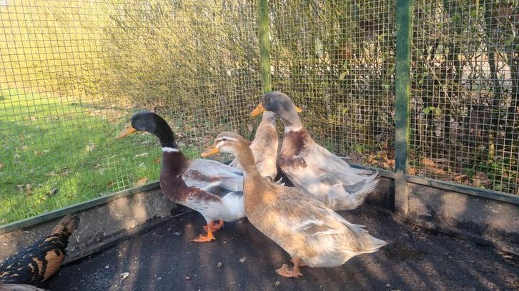 Fantastische koppels Saksen eenden Saksische eenden eend, Dieren en Toebehoren, Pluimvee, Eend, Meerdere dieren