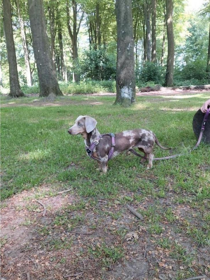 2 supermooie dwergteckeltjes, Dieren en Toebehoren, Honden | Teckels en Dashonden, Meerdere dieren, Korthaar, Dwerg, Fokker | Hobbymatig