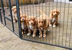 Lieve pups Nova Scotia Duck Toller Retriever, Parvo, Overige rassen, 8 tot 15 weken, Meerdere