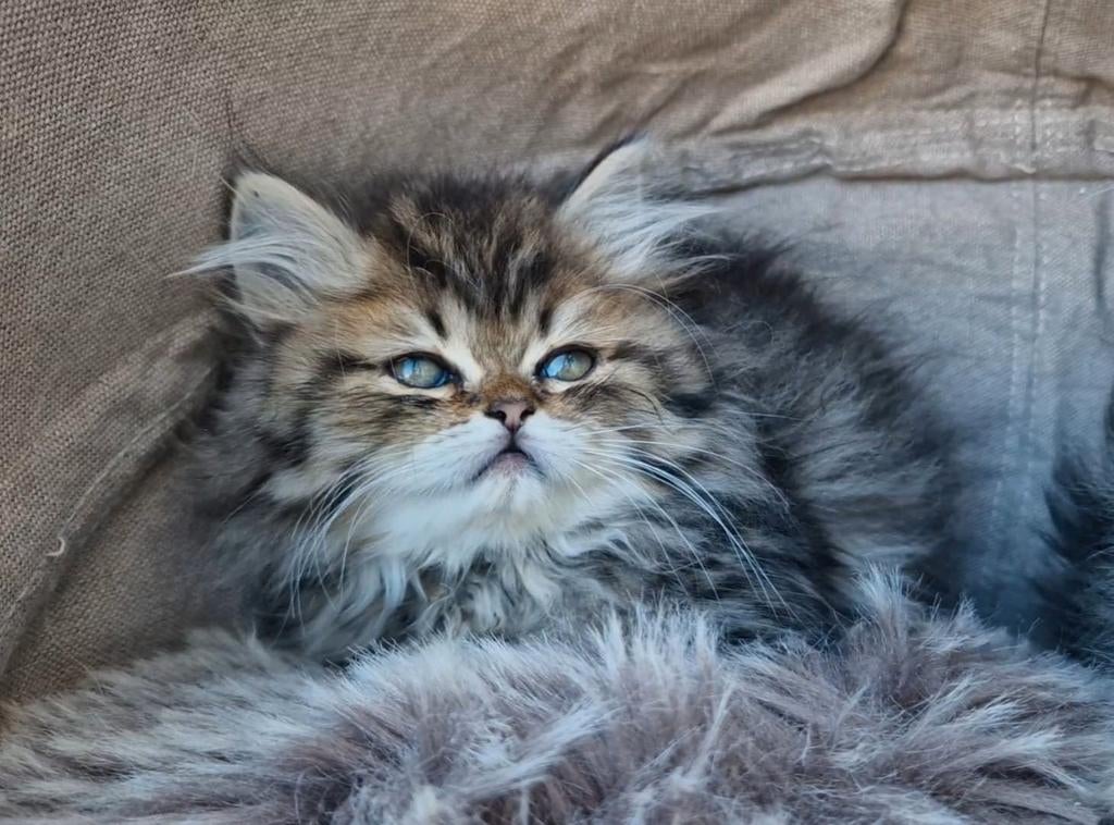 Perzische poes, Dieren en Toebehoren, Poes, Ontwormd