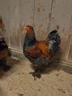 Leuke Brahma haan, Dieren en Toebehoren, Pluimvee, Mannelijk, Kip