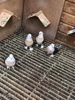 Takla, Dieren en Toebehoren, Vogels | Duiven