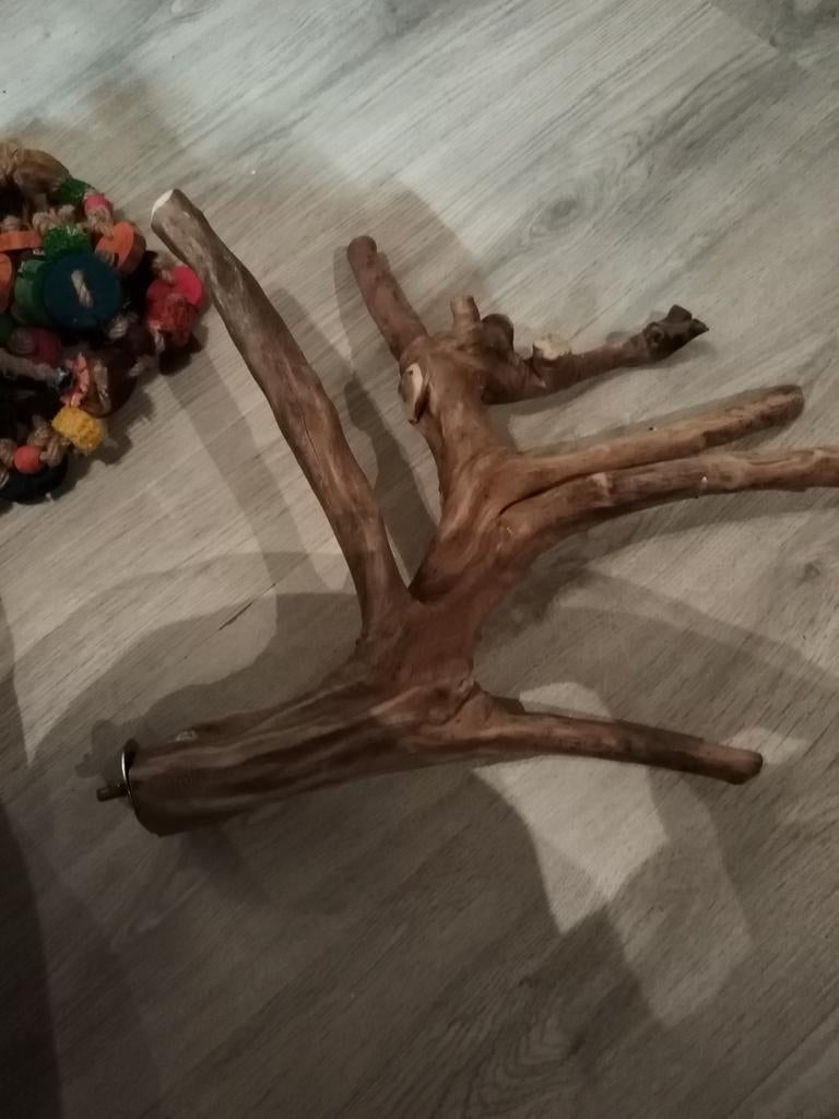 Groot natural Java zitstok te koop, Dieren en Toebehoren, Vogels | Parkieten en Papegaaien, Mannelijk, Papegaai