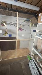 Grasparkieten gevraagd ?!, Vrouwelijk