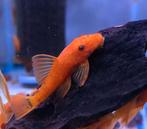 Super Red ancistrus, Vis
