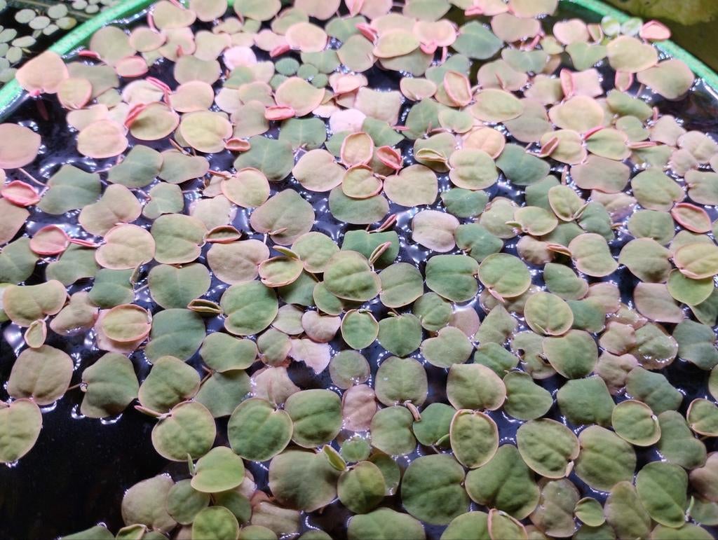 Phyllanthus fluitans, rode drijfplantjes, Ophalen, Nieuw, Plant(en), Steen of Hout