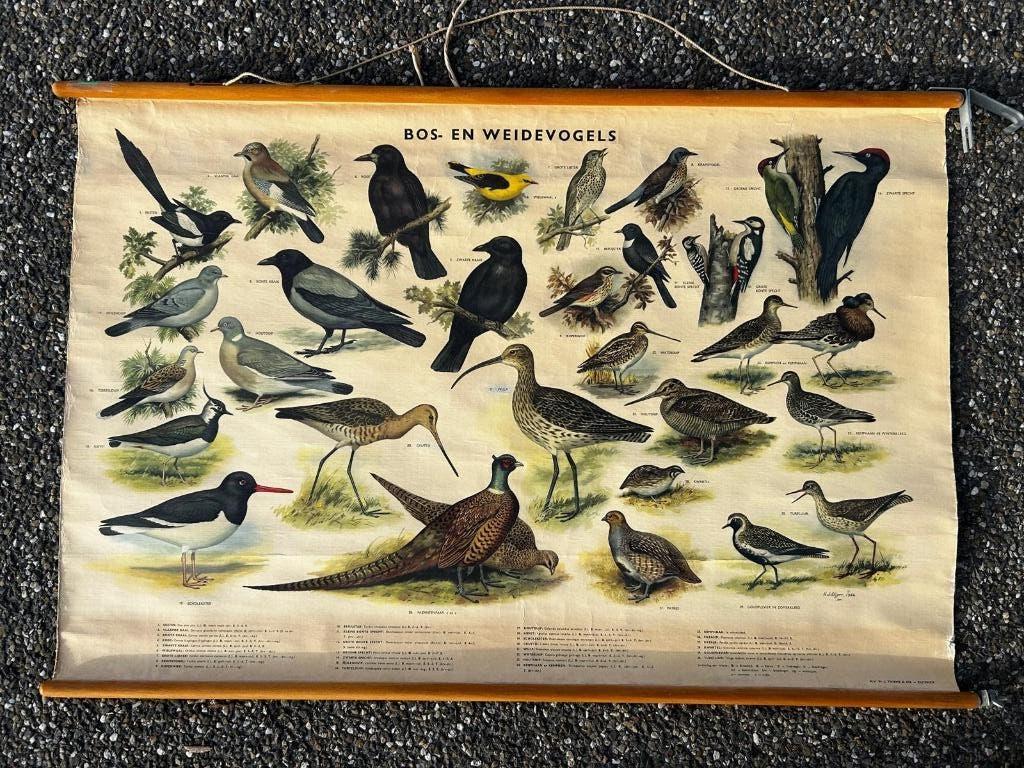 Bos- en weidevogels, Ophalen of Verzenden, Natuur en Biologie