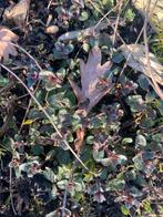 Origanoofficinalis inheems, medicinalekruiden insecten plant, Ophalen, Volle zon, Vaste plant, Kruiden