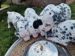 dalmatiër puppy's zoeken leuk baasje., Overige rassen, 8 tot 15 weken, Parvo, Meerdere
