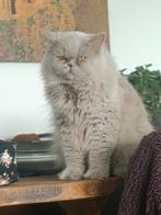 Britse langhaar kater, Dieren en Toebehoren, Katten en Kittens | Raskatten | Korthaar