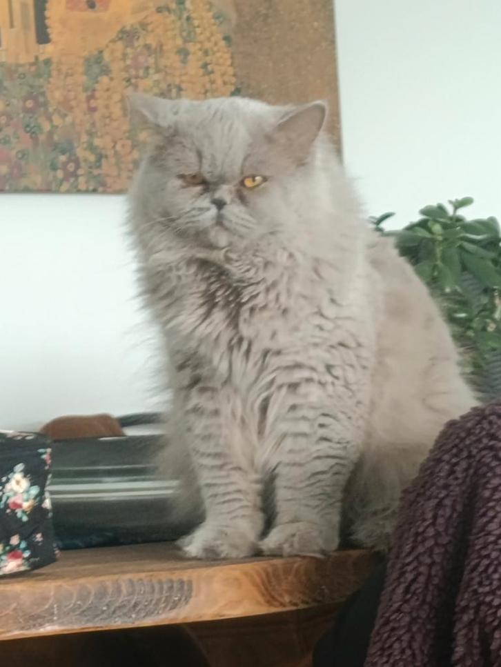 Britse langhaar kater, Dieren en Toebehoren, Katten en Kittens | Raskatten | Korthaar