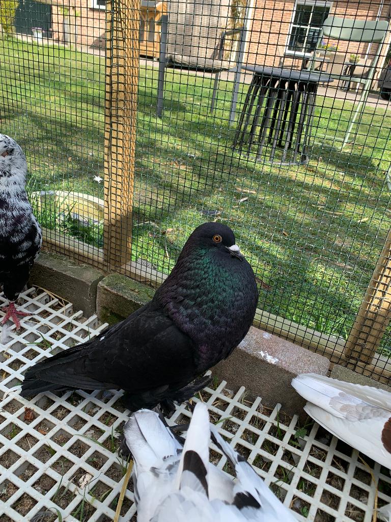 Mooie Gentse kropper doffer, Mannelijk, Kropper