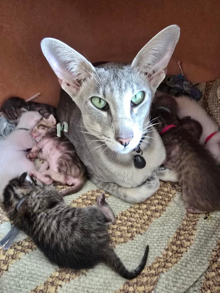 Oosterse Korthaar kittens, Dieren en Toebehoren, Meerdere dieren, Ontwormd