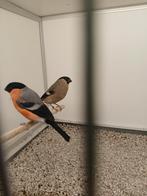 Koppel kleine goudvinken van 2025  Europese goudvink, Meerdere dieren, Wildzangvogel