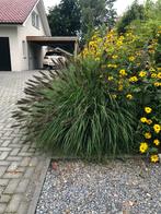 Grote Black Beauty Siergrassen - 9 stuks, Tuin en Terras, Planten | Tuinplanten, Ophalen, Volle zon, Vaste plant, Siergrassen